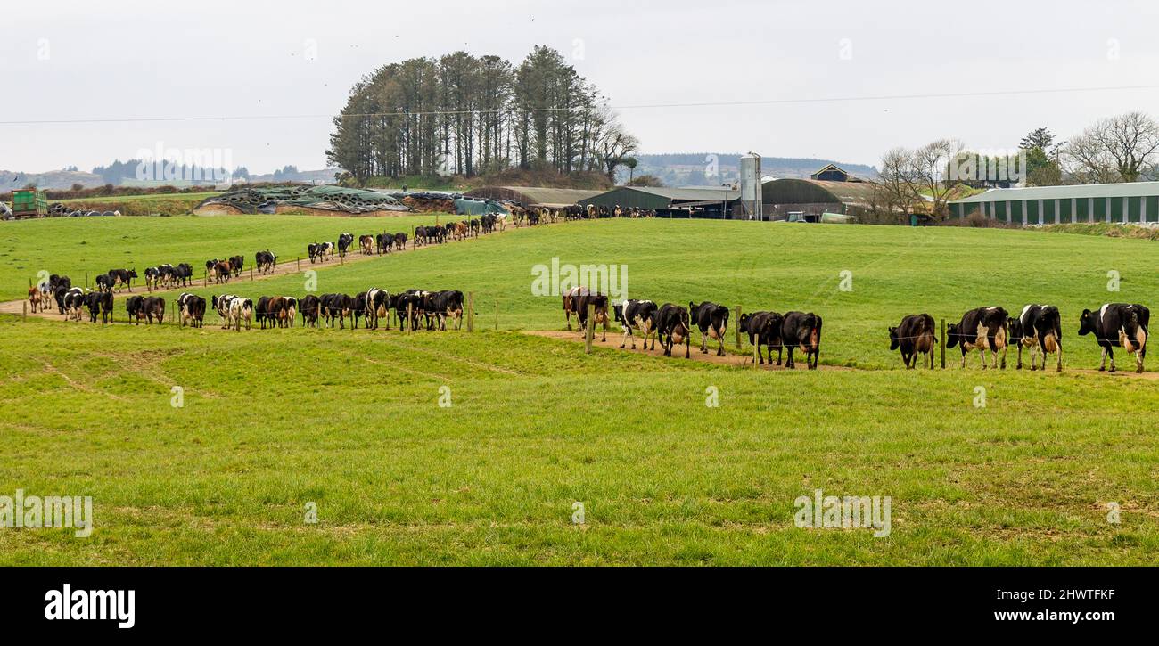 Herd of Friesian Cows Coming to be milked on Irish Dairy Farm Stock Photo