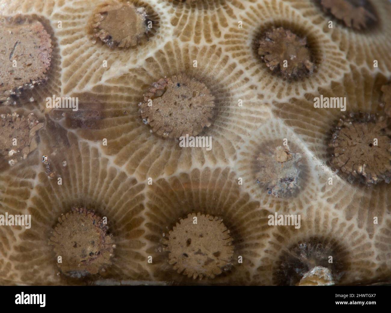 Closeup of Petoskey Stone, fossilized 400-million-year-old coral named after the city in Michigan where deposits are found. Stock Photo