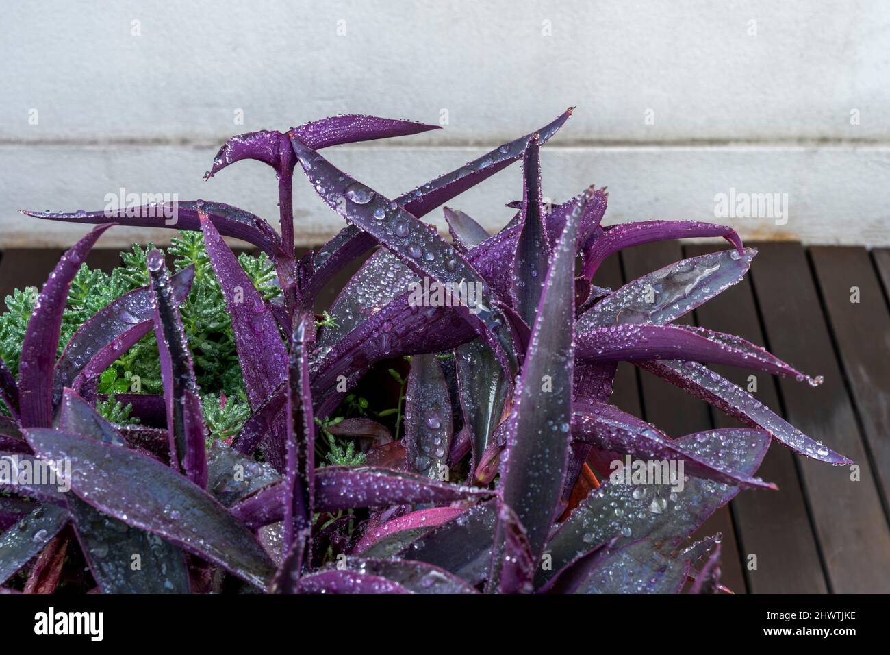 Pot of purple tradescantia pallida with succulents next to it and many drops of water on a terrace with wooden floors Stock Photo