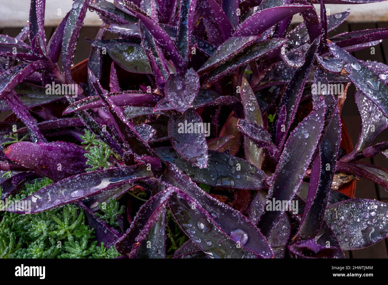 Pot of purple tradescantia pallida with succulents next to it and lots of water droplets on an urban terrace Stock Photo