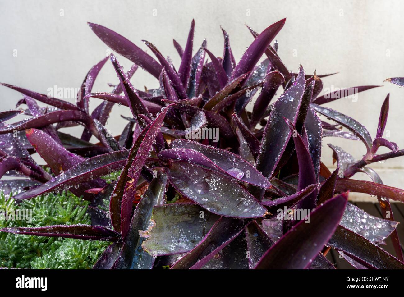 Pot of purple tradescantia pallida with succulents next to it and many drops of water on an urban terrace with white walls Stock Photo