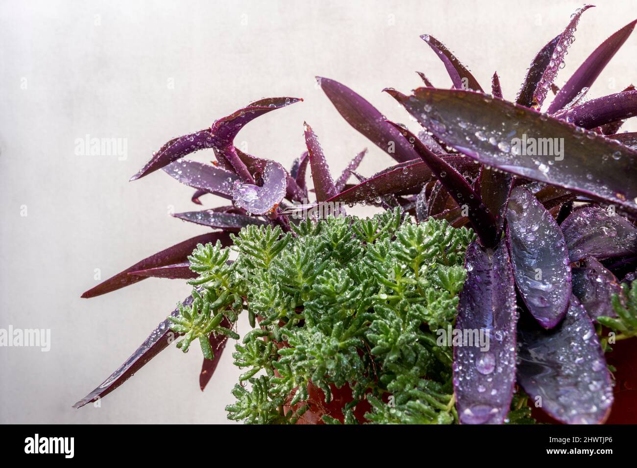 Purple leaves of tradescantia pallida together with green succulent full of dew water droplets Stock Photo