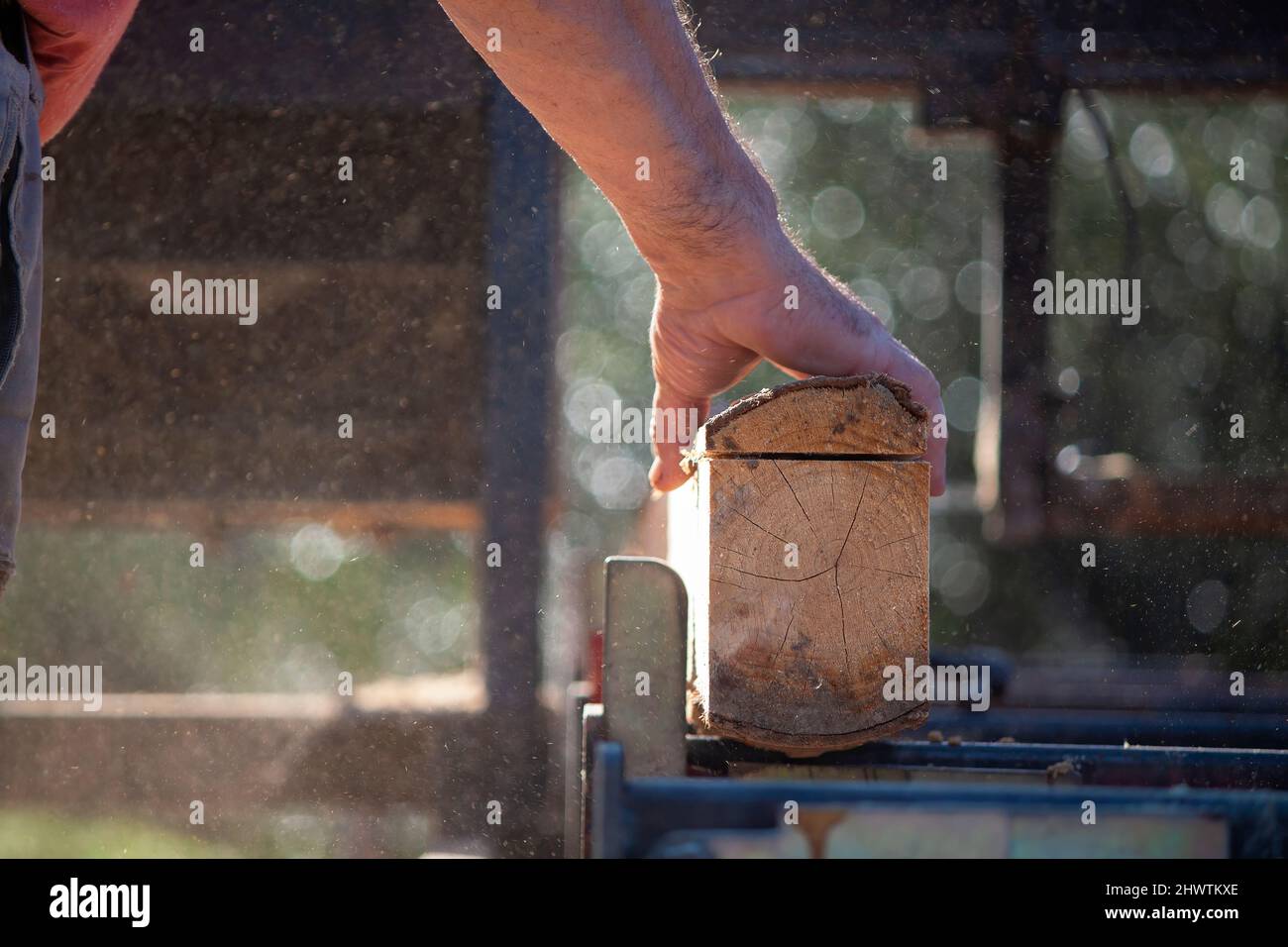 experienced sawyer working with wood in mobile sawmill to be placed at ...