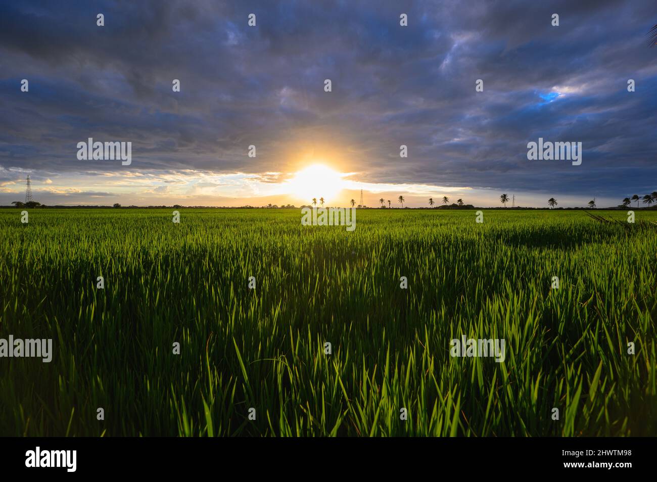 Green grass field cultivation in Dominican Republic. Agriculture field plantation during produce