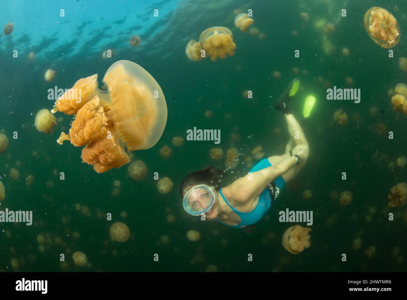 A smiling female diver among the golden jellyfish (Mastigias papua) of Jellyfish Lake, on the island of Eil Malk (Republic of Palau, Micronesia). Stock Photo