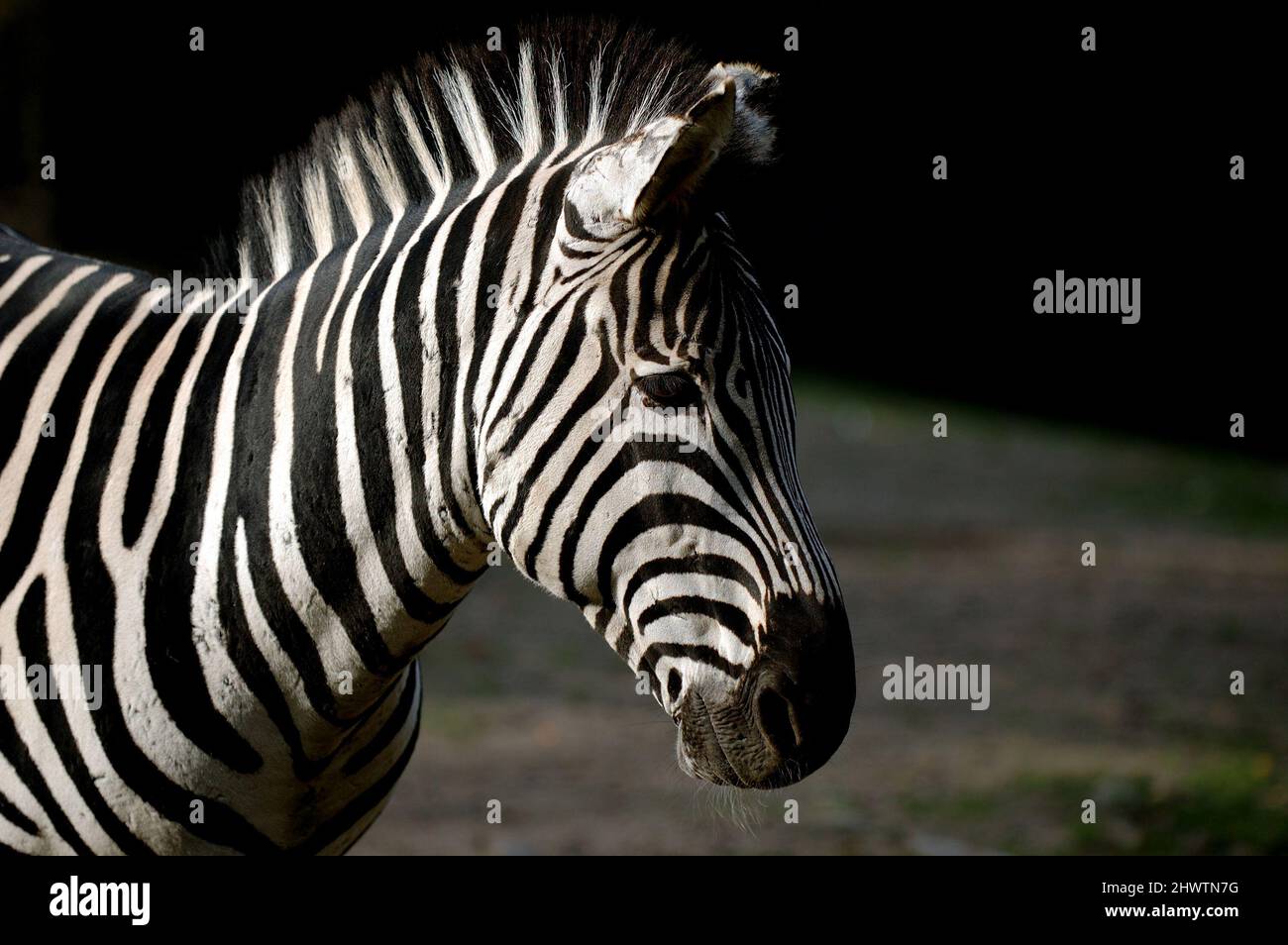 Zebra is standing in the sun Stock Photo Alamy