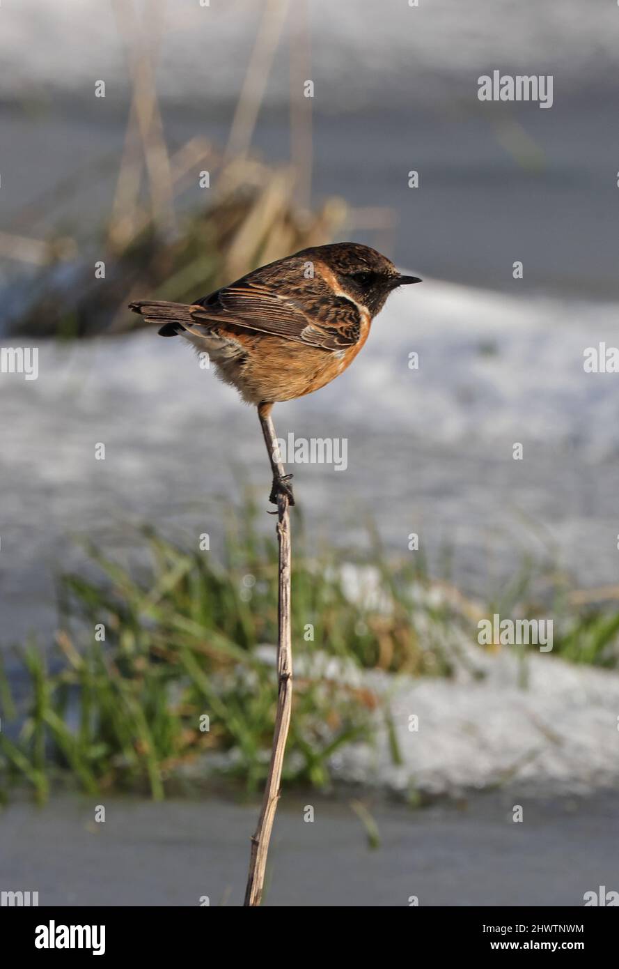 Common Stonechat (Saxicola torquatus hibbernans) first winter male ...