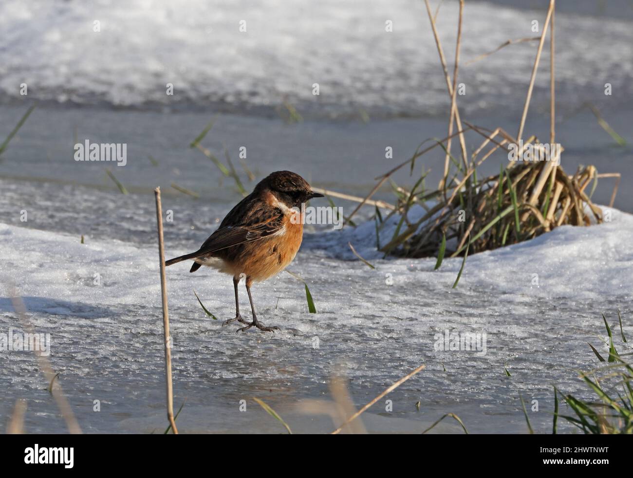 Common Stonechat (Saxicola torquatus hibbernans) first winter male ...