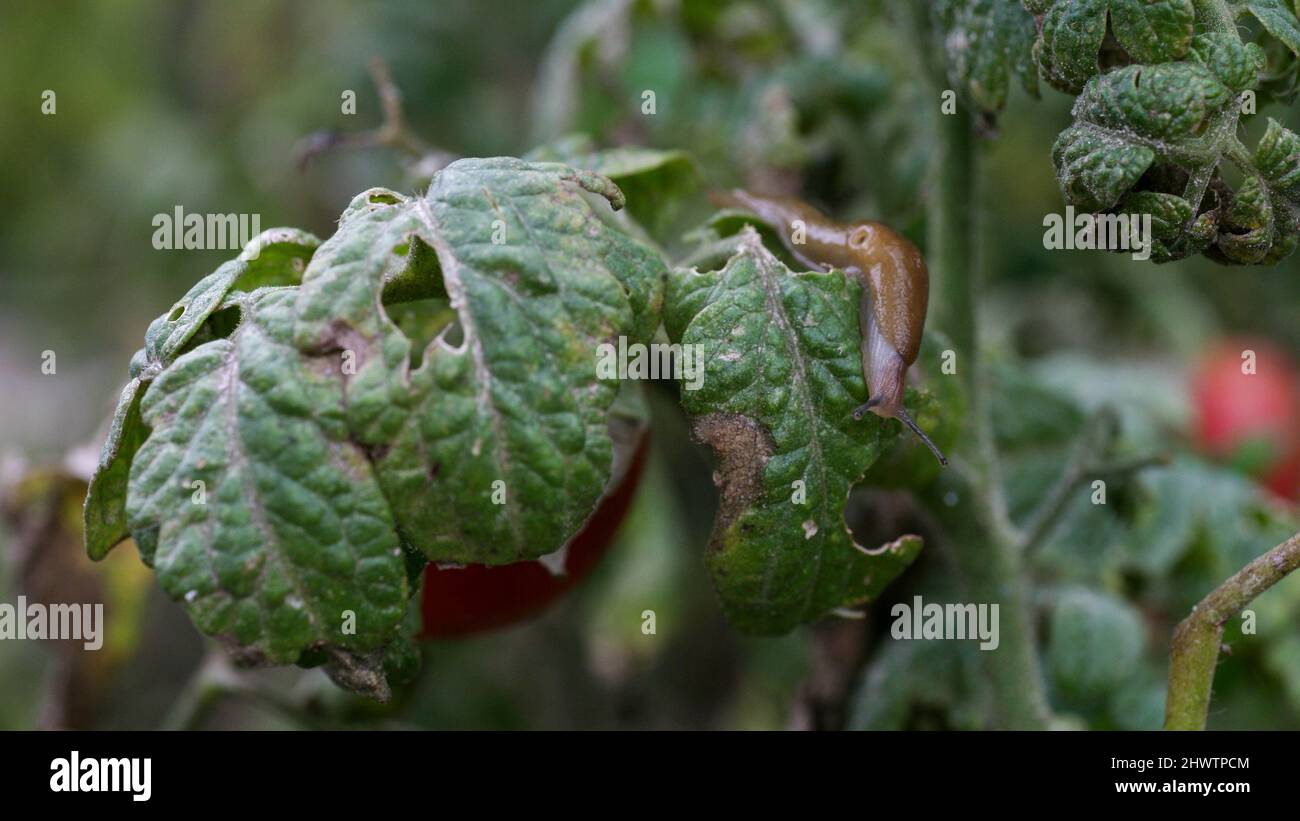 Slug damage tomato hires stock photography and images Alamy