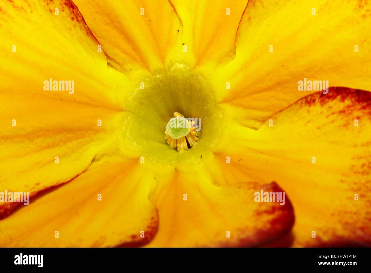 Yellow flower blossom close up Primula auricula family primulaceae background modern high quality big size prints Stock Photo