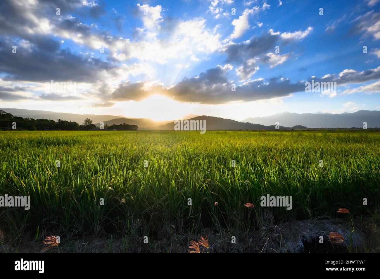 Green rice field cultivation in Dominican Republic. Agriculture field during produce food like