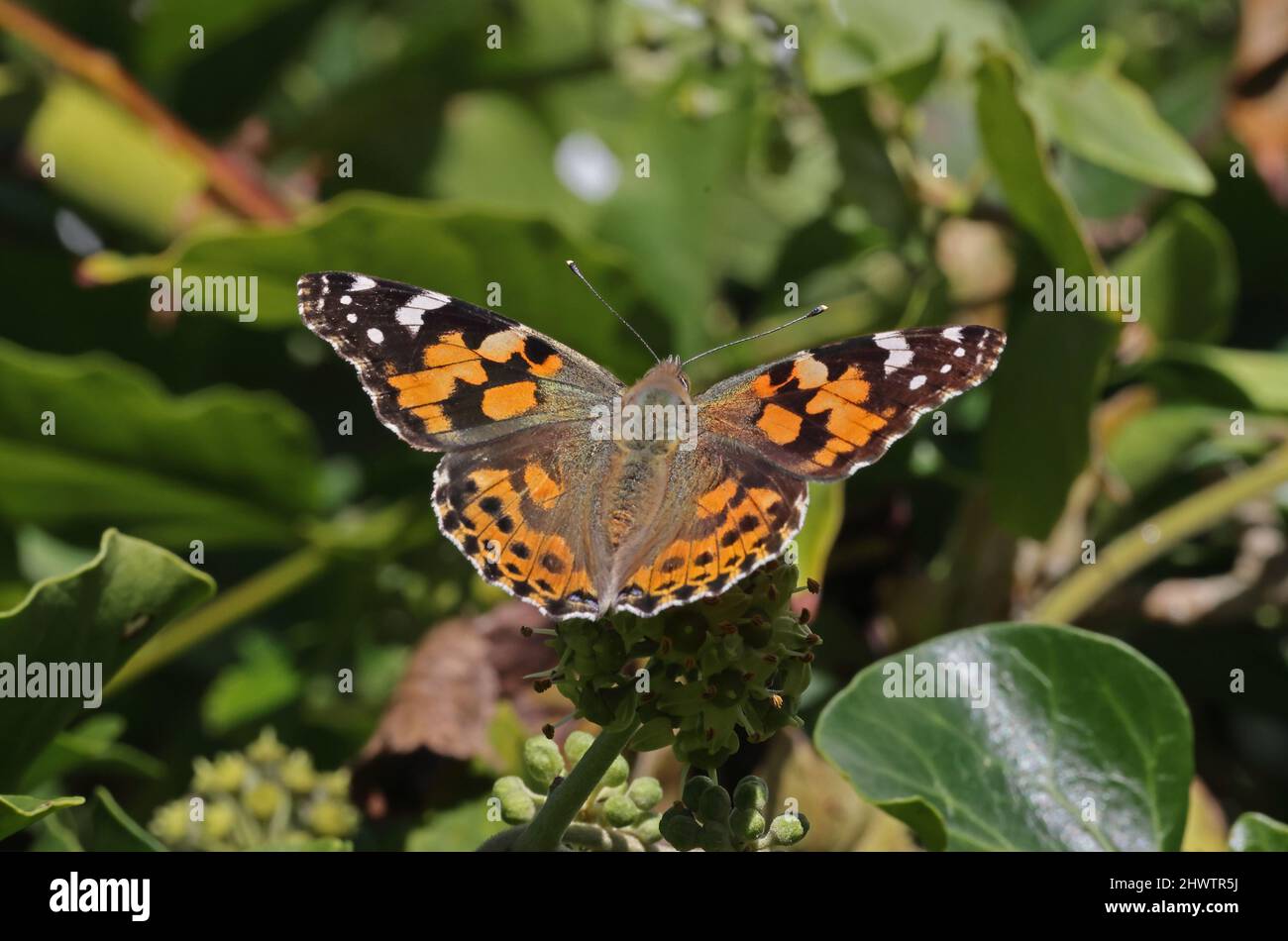 Painted Lady butterfly (Cynthia cardui)) adult feeding on ivy blossom Eccles-on-Sea, Norfolk, UK       October Stock Photo