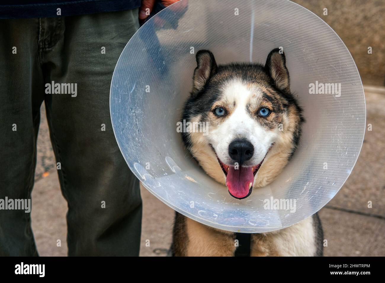 Dog wearing collar and leash hi-res stock photography and images - Alamy