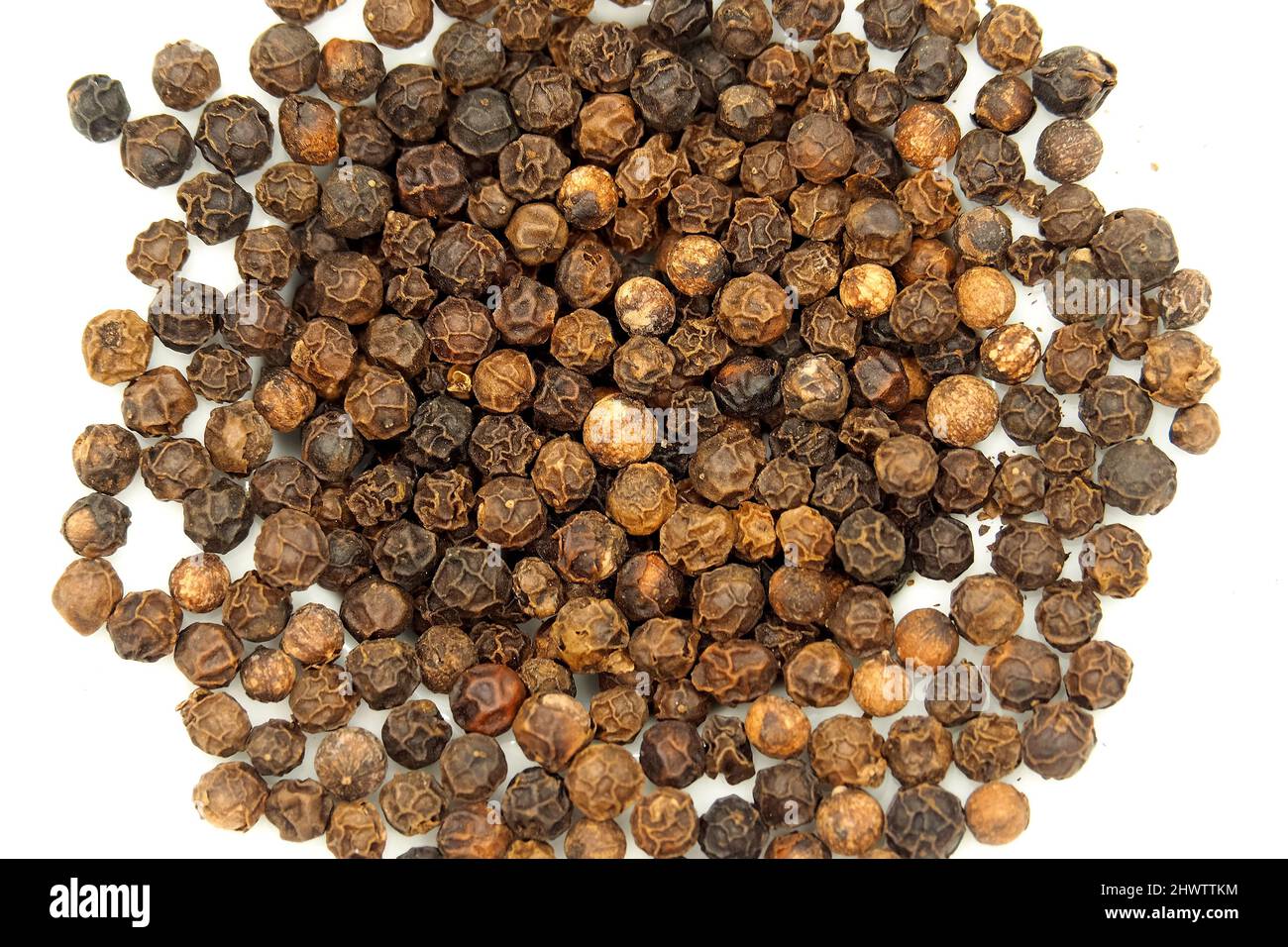 Black pepper, Pfefferstrauch, Schwarzer Pfeffer, Piper nigrum, fekete bors Stock Photo