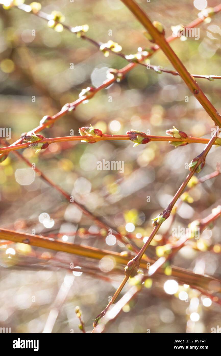 Close up of dew drops on a dappled willow shrub in February. Stock Photo