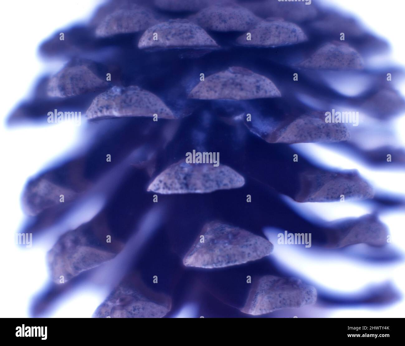 Complex seed structures hi-res stock photography and images - Alamy