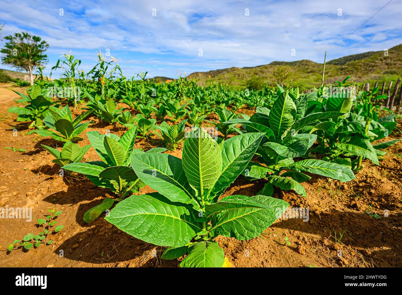 dominican republic chewing tobacco Chewing tobacco leaves hi-res stock photography and images