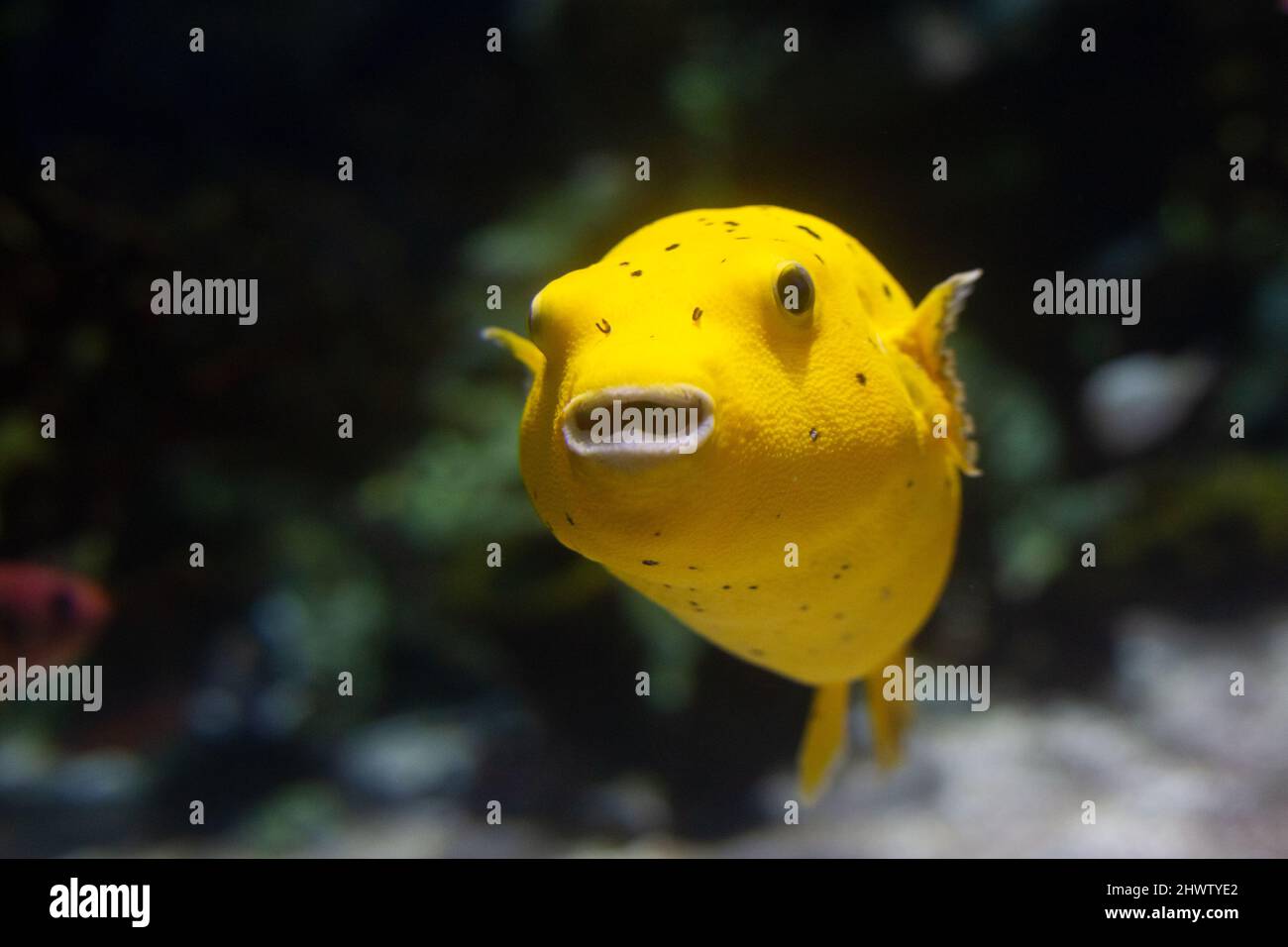 The yellow boxfish, latin name Ostracion cubicus. Stock Photo