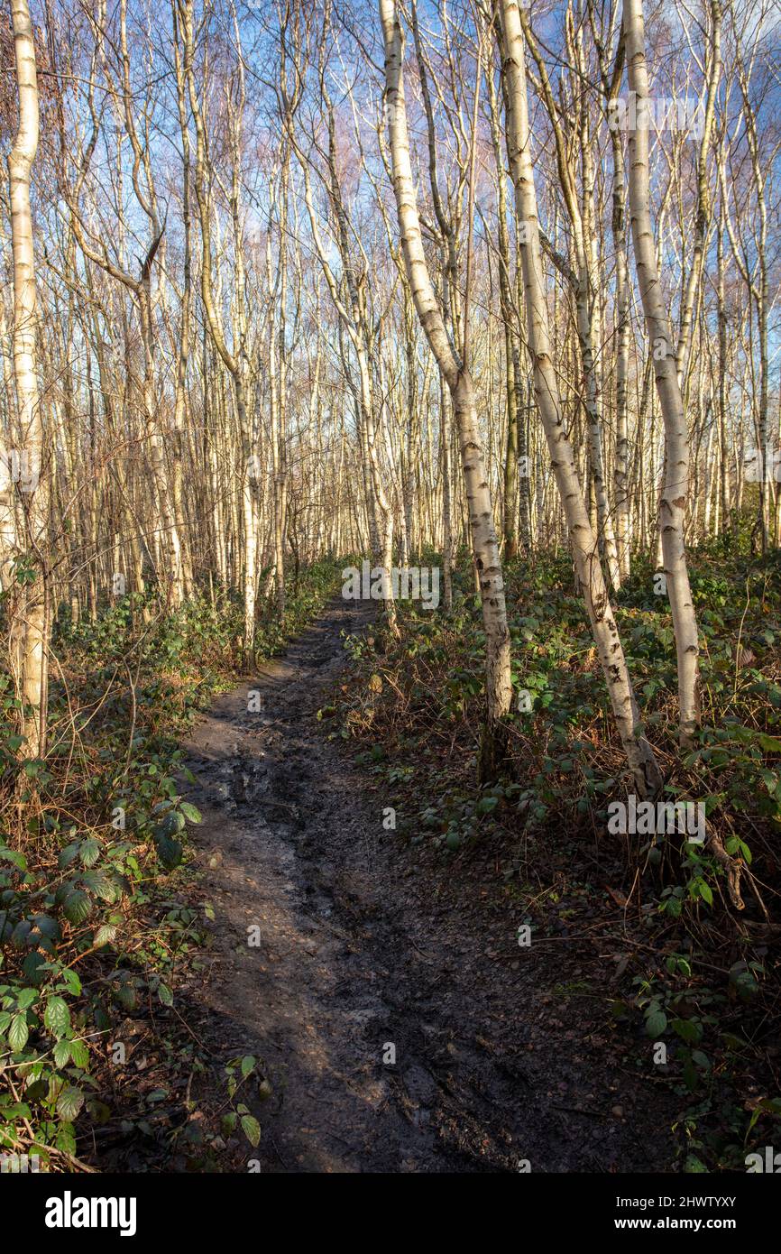 Natural patterns and textures in the environment, intimate landscape