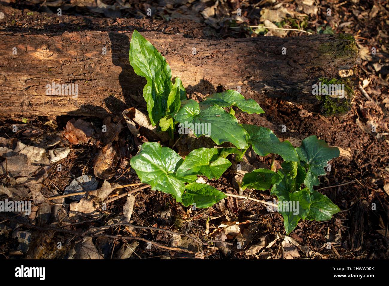Natural patterns and textures in the environment, intimate landscape ...