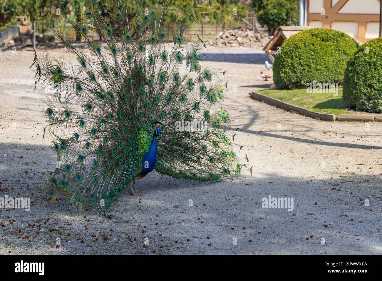 Beautiful colorful peacock bird. Head portrait. The peacock's tail is out behind him. Stock Photo