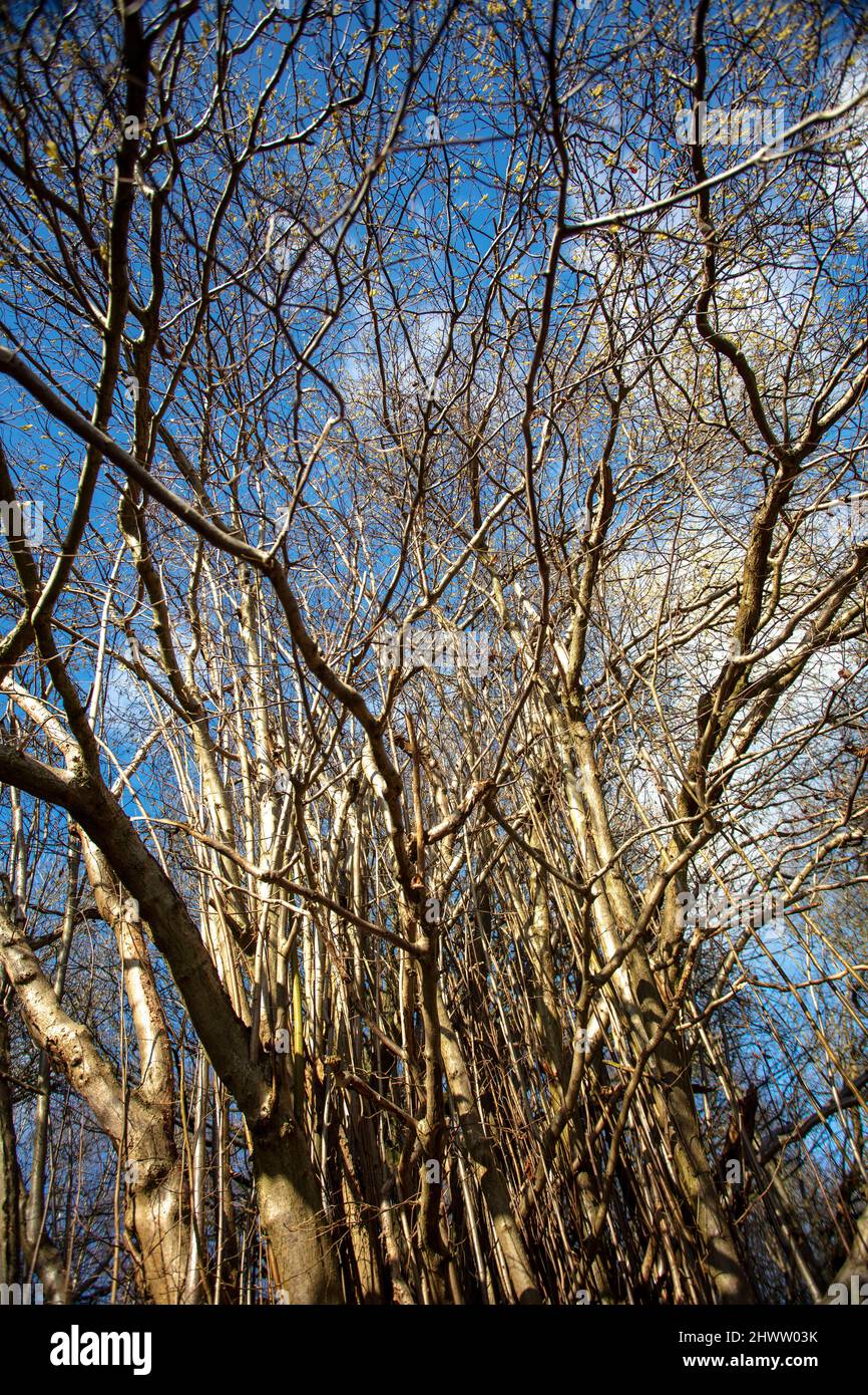 Natural patterns and textures in the environment, intimate landscape ...