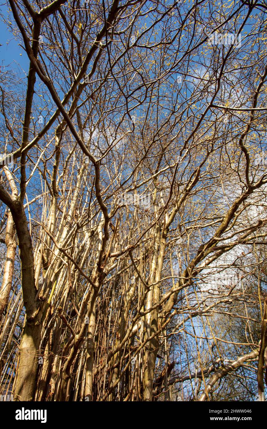 Natural patterns and textures in the environment, intimate landscape