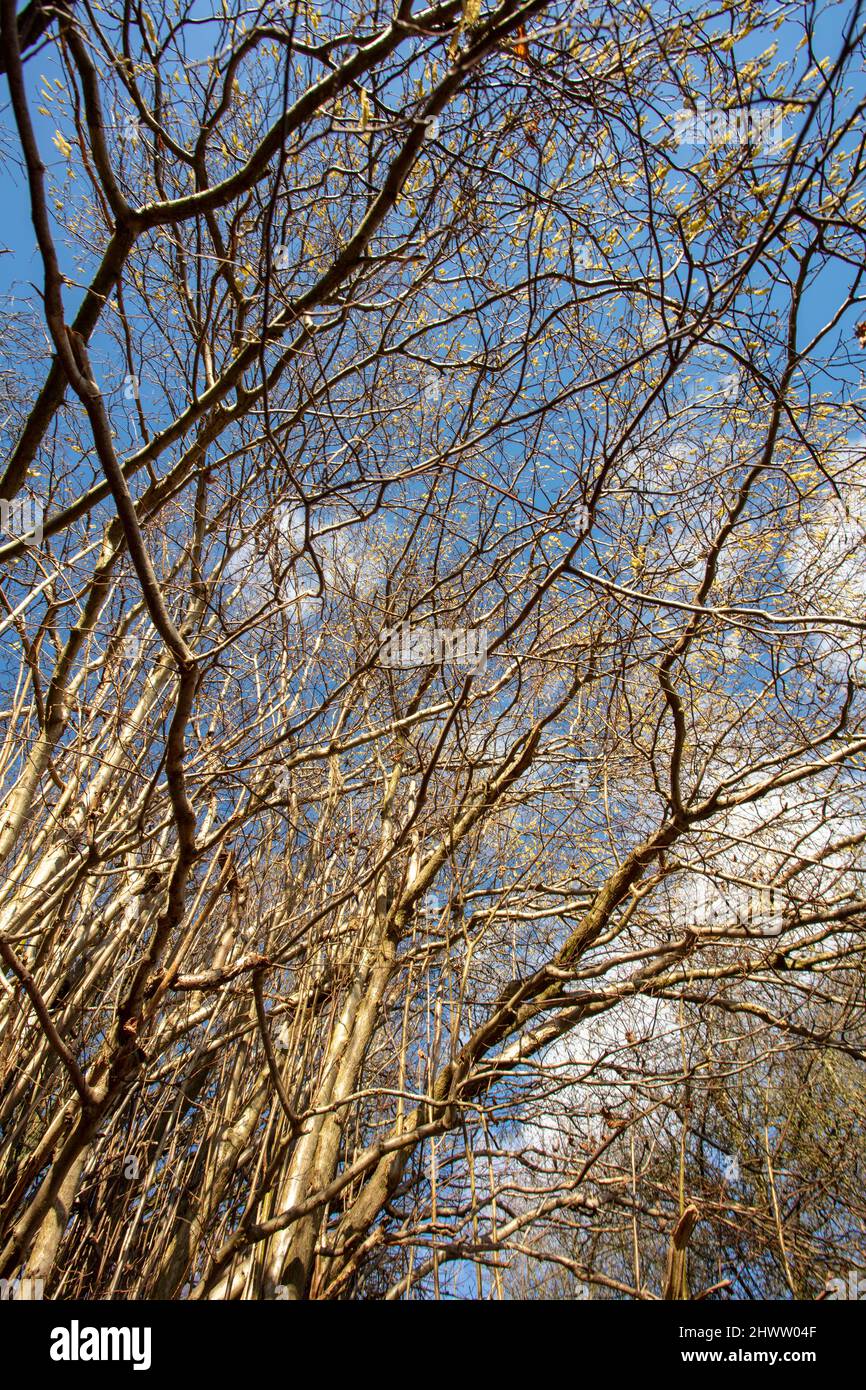 Natural patterns and textures in the environment, intimate landscape