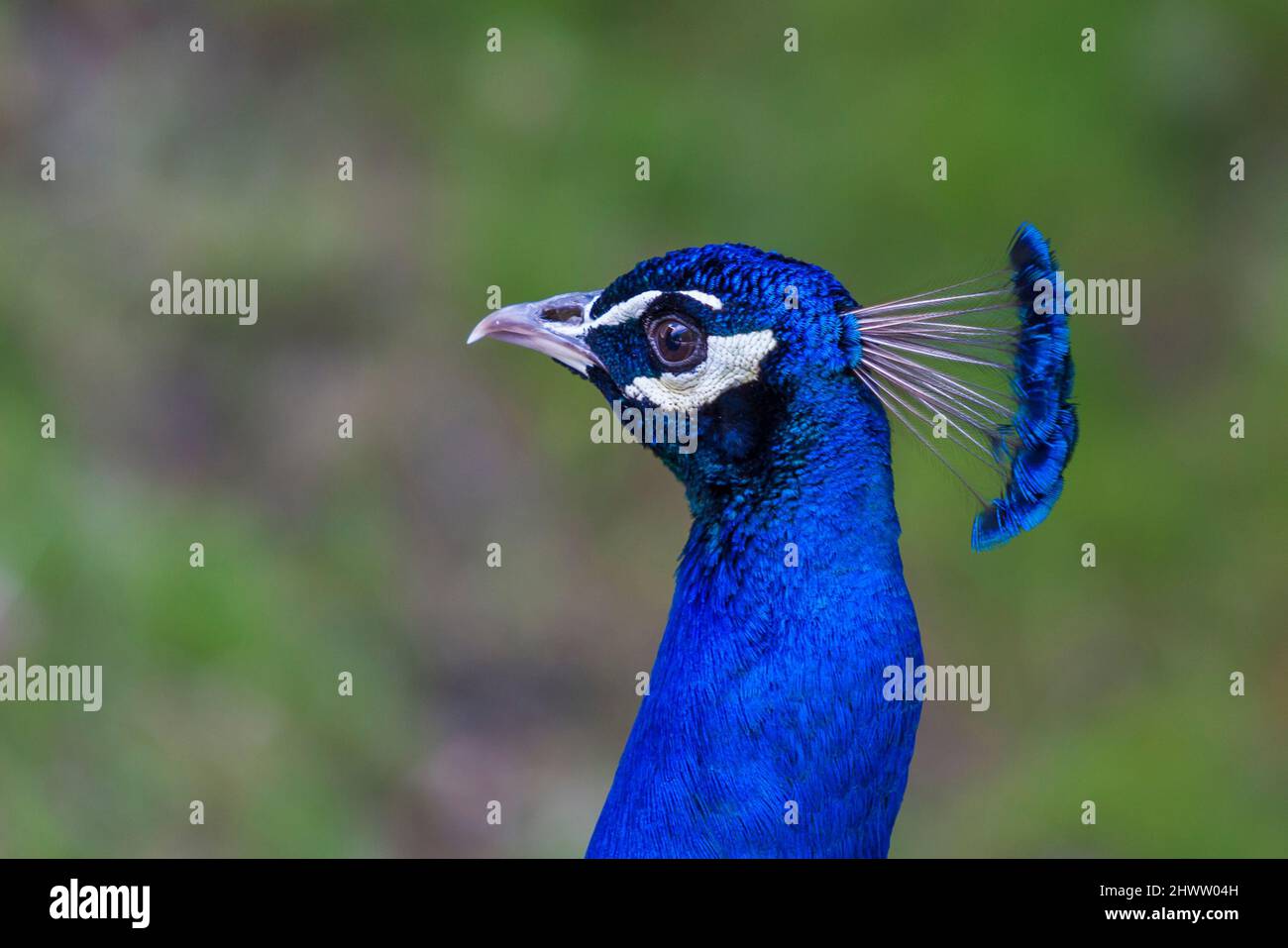 Portrait of Pavo cristatus - Peacock with outstretched tail Stock Photo