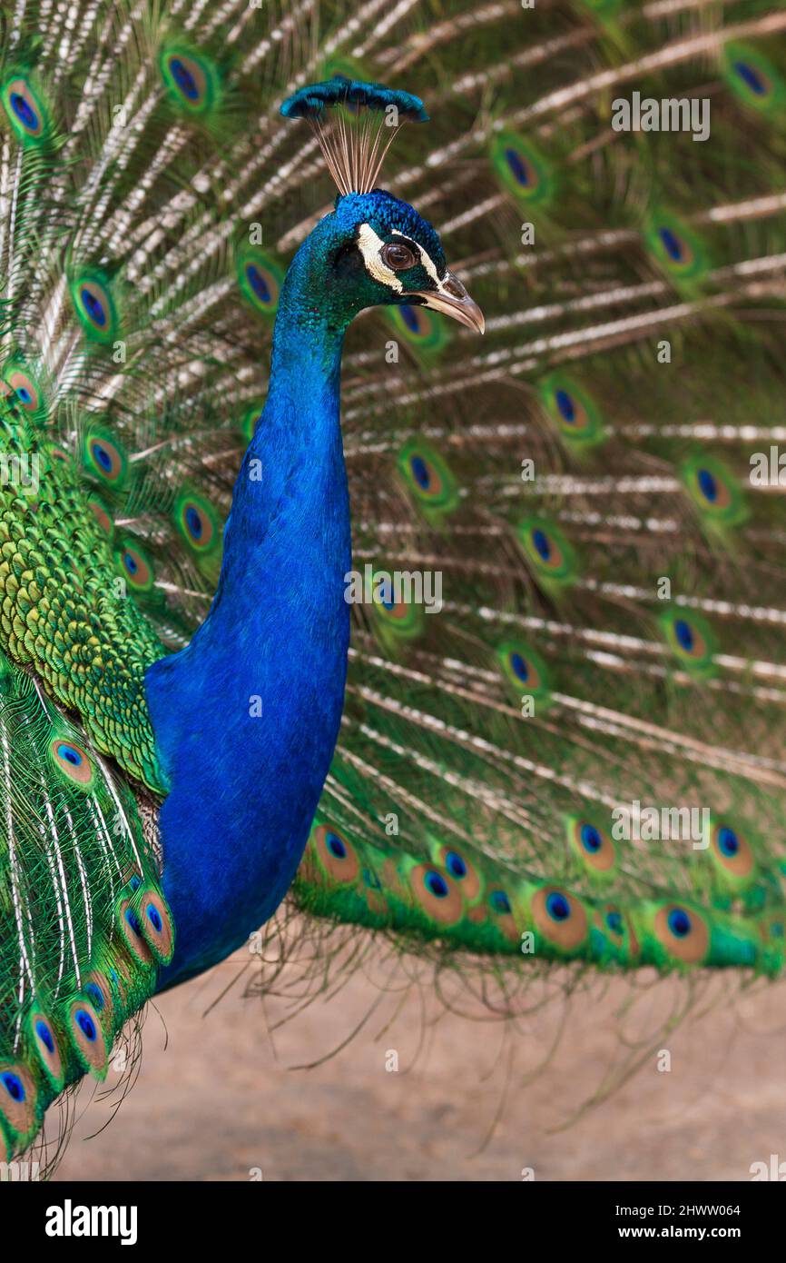 Portrait of Pavo cristatus - Peacock with outstretched tail Stock Photo