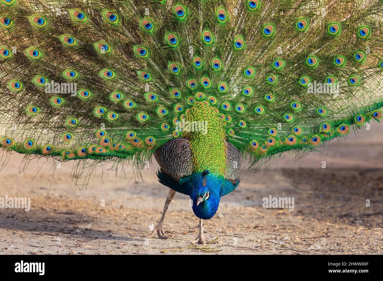 The beautiful colorful peacock bird has an outstretched tail. Stock Photo