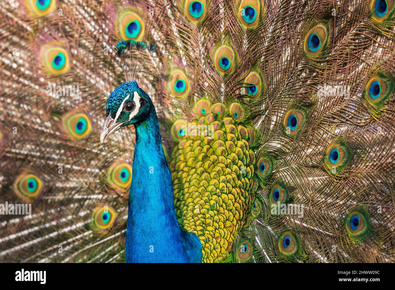 The beautiful colorful peacock bird has an outstretched tail. Stock Photo