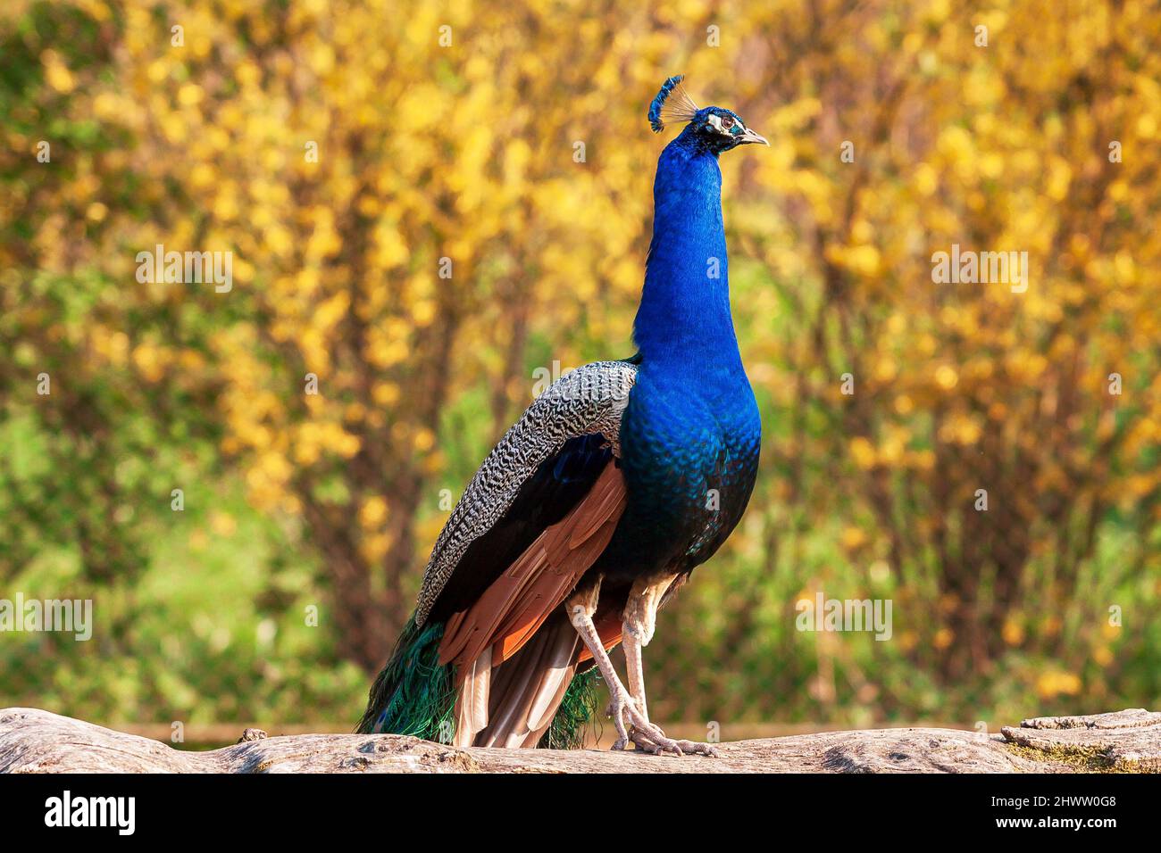 Indian peacock 1080P, 2K, 4K, 5K HD wallpapers free download | Wallpaper  Flare