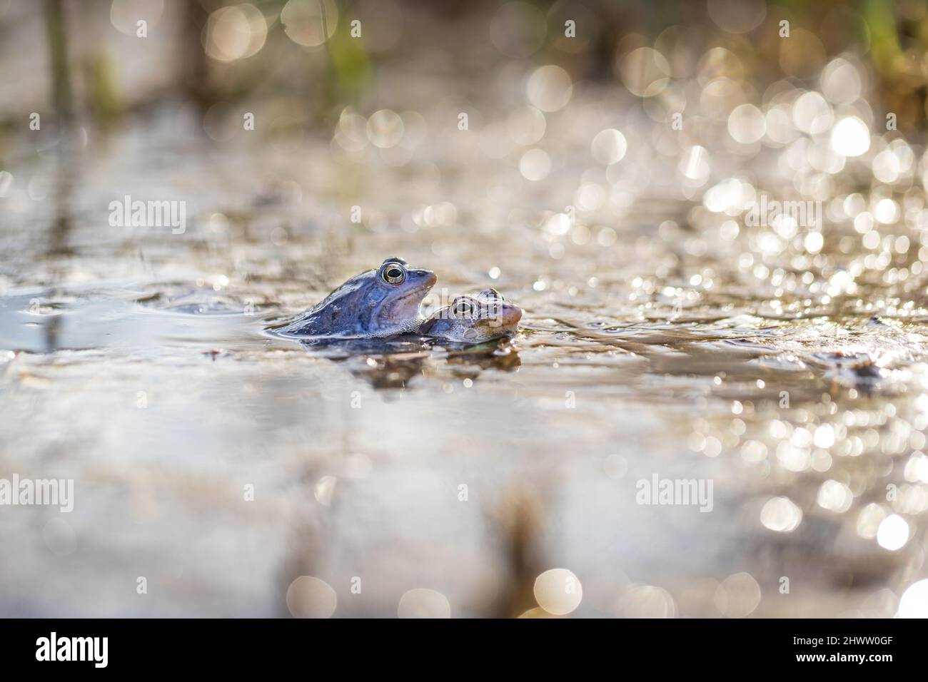 Blue frog on the surface of a swamp. The blue-tailed frog - rana ...