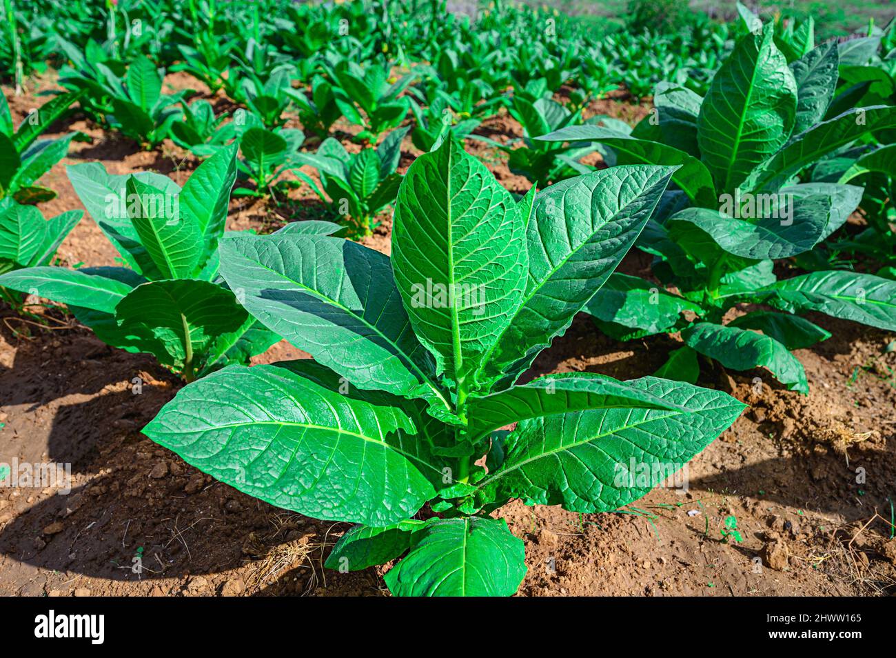 plantation tobacco Tobacco plantation in tropical country. Nicotiana herbs during cultivation  in Dominican republic. Cigar leaves agriculture in caribbean island. Nicoti  Stock Photo