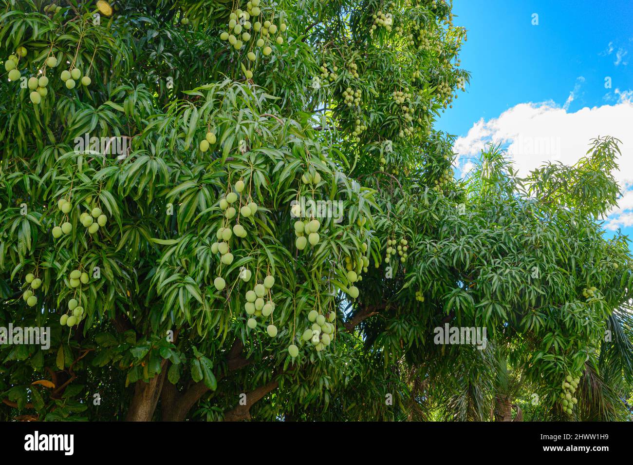 Mango wild tree in dominican land. Wild green mango on wood. Caribbean fruits on wild nature. Copy space an d wide angle Stock Photo