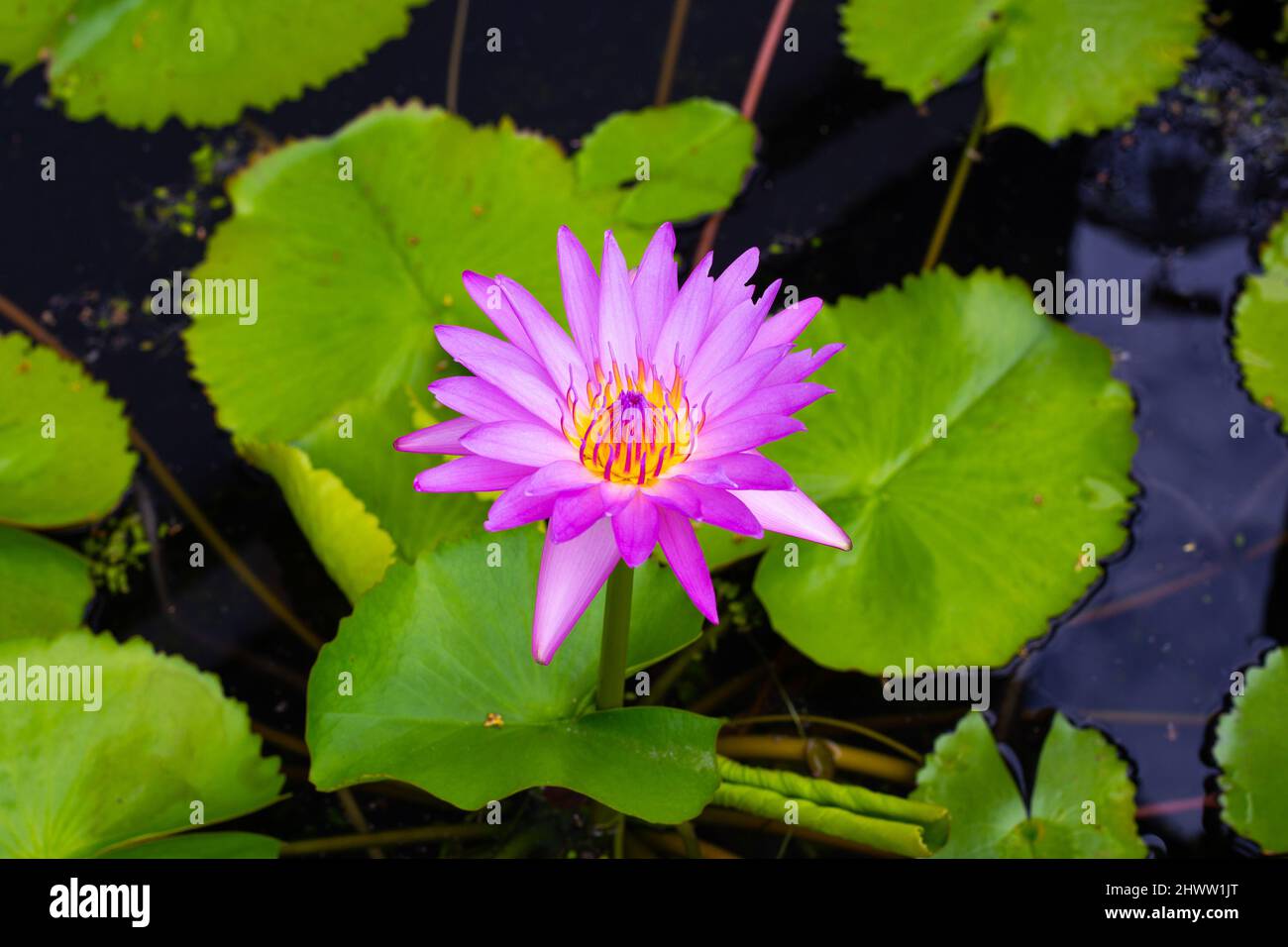 Lilac water lily flower in water with green leaves. Beauty in nature. A symbol of purity and balance. Stock Photo