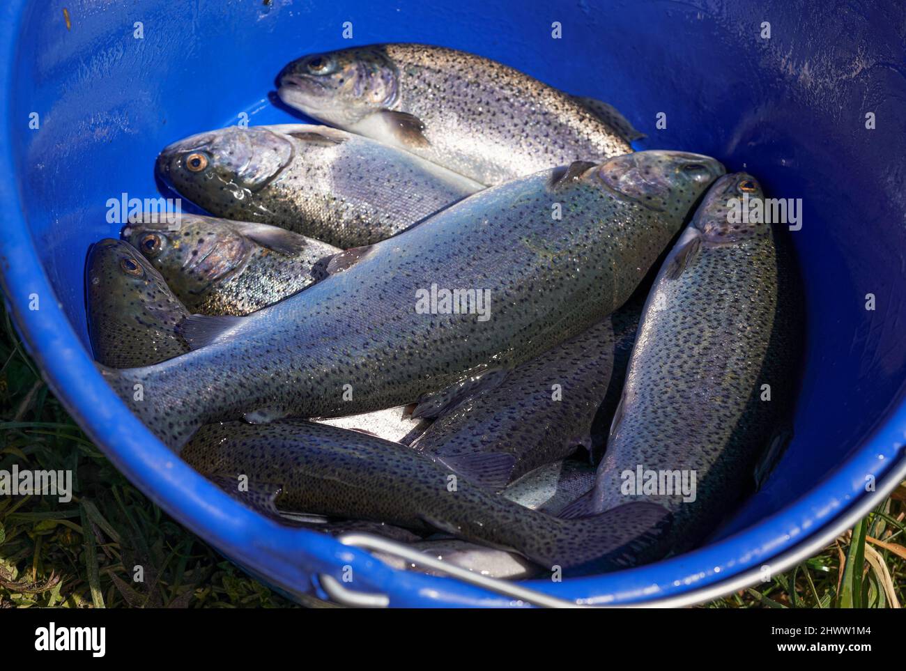 Freshly caught farmed rainbow trout fishes in blue basket Stock Photo