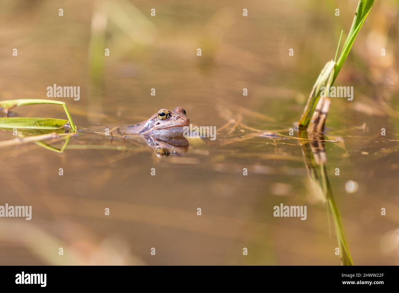 Blue frog - Rana arvalis in water at mating time. Wild photo from nature. The photo has a nice bokeh. The image of a frog is reflected in the water. Stock Photo