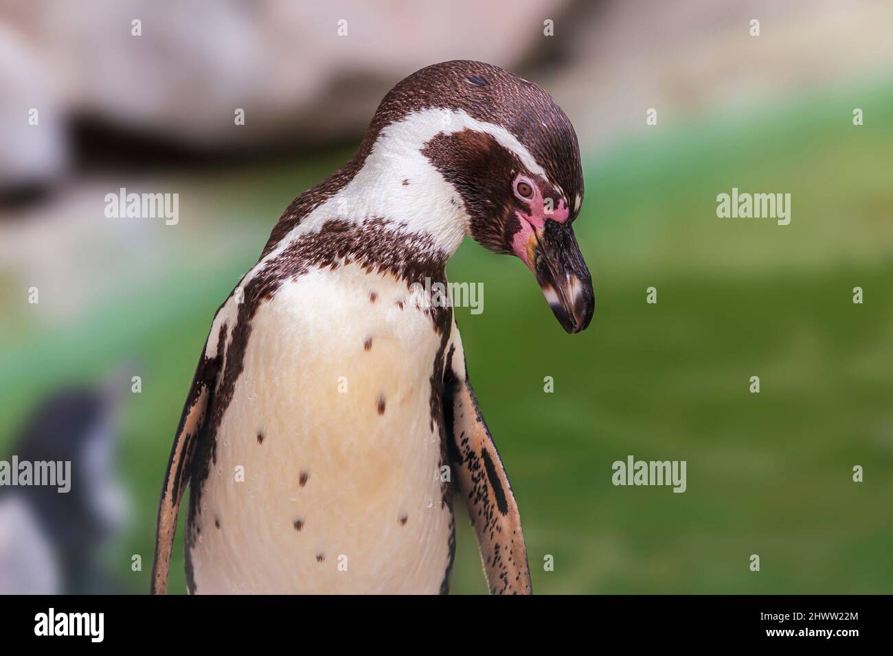 Sphenisciformes - Penguin - portrait close up with gray rock background. Stock Photo