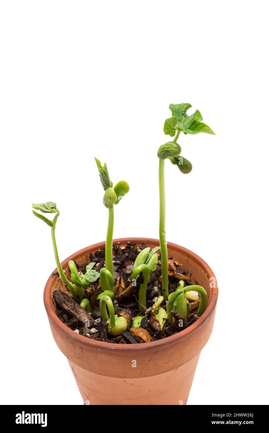 Vertical shot of a group of bean sprouts in a clay bot isolated on white with copy space. Stock Photo