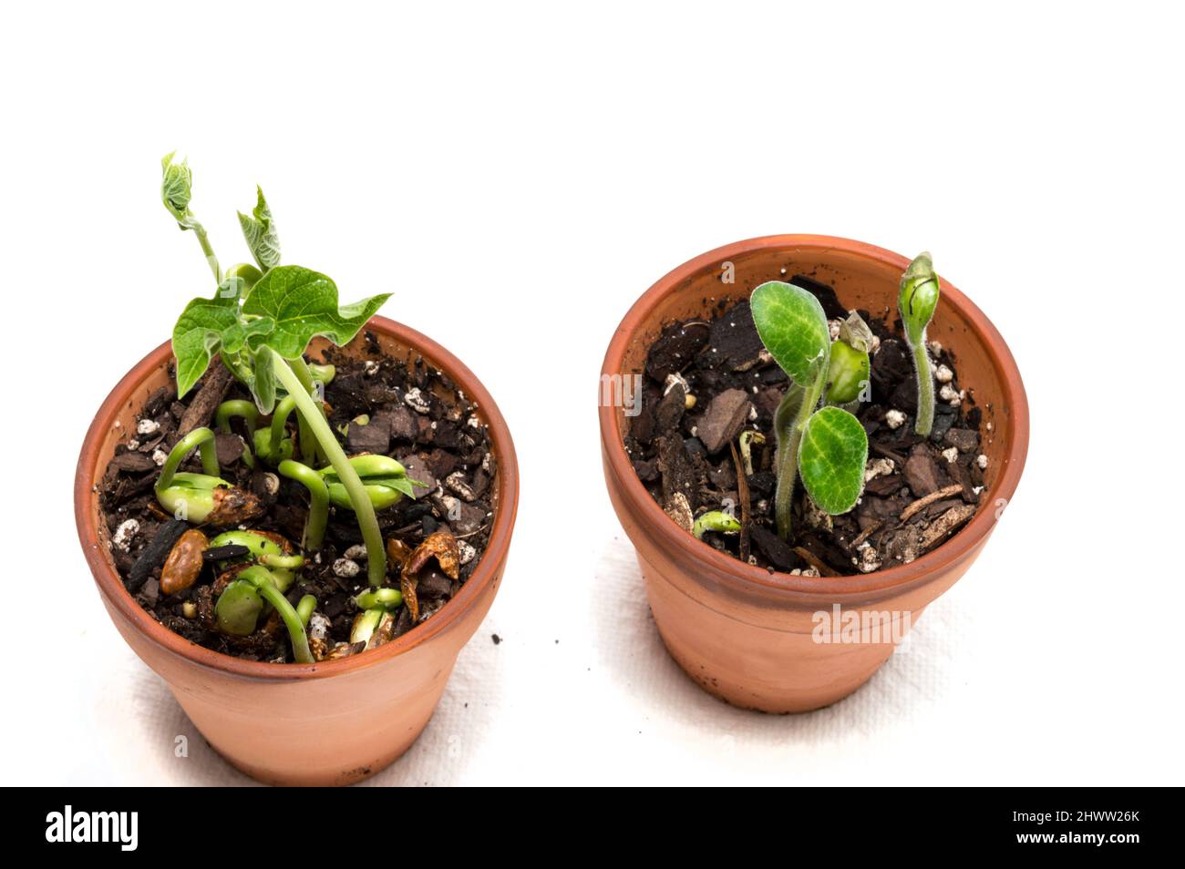 Horizontal shot of crowded pinto bean sprouts in two clay pots on a white background with copy space. Stock Photo