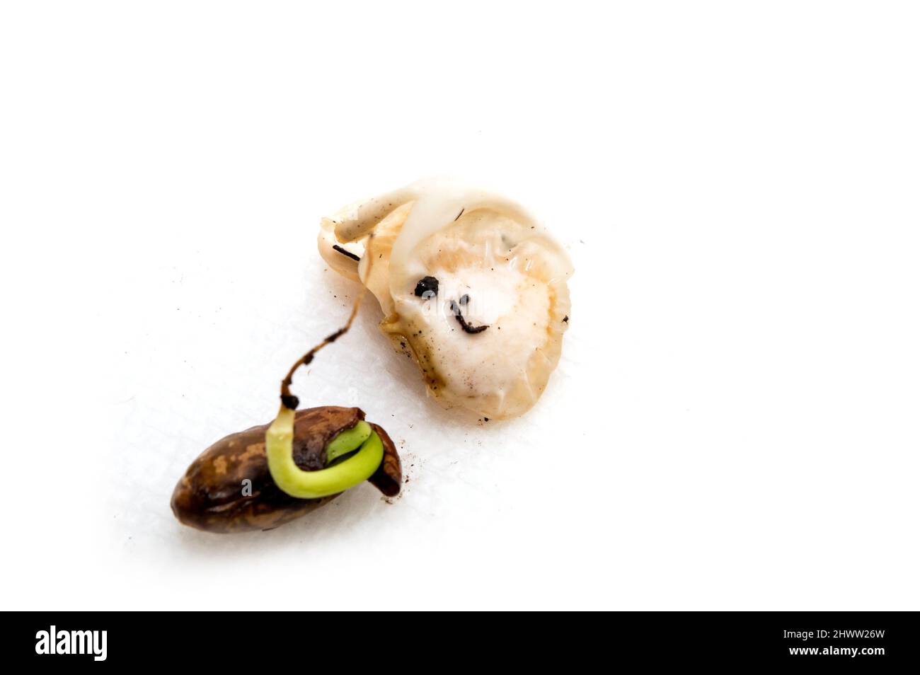 Horizontal shot of lima bean and pinto bean rotted sprouts. Focus is on the lima.  On a white background with copy space. Stock Photo