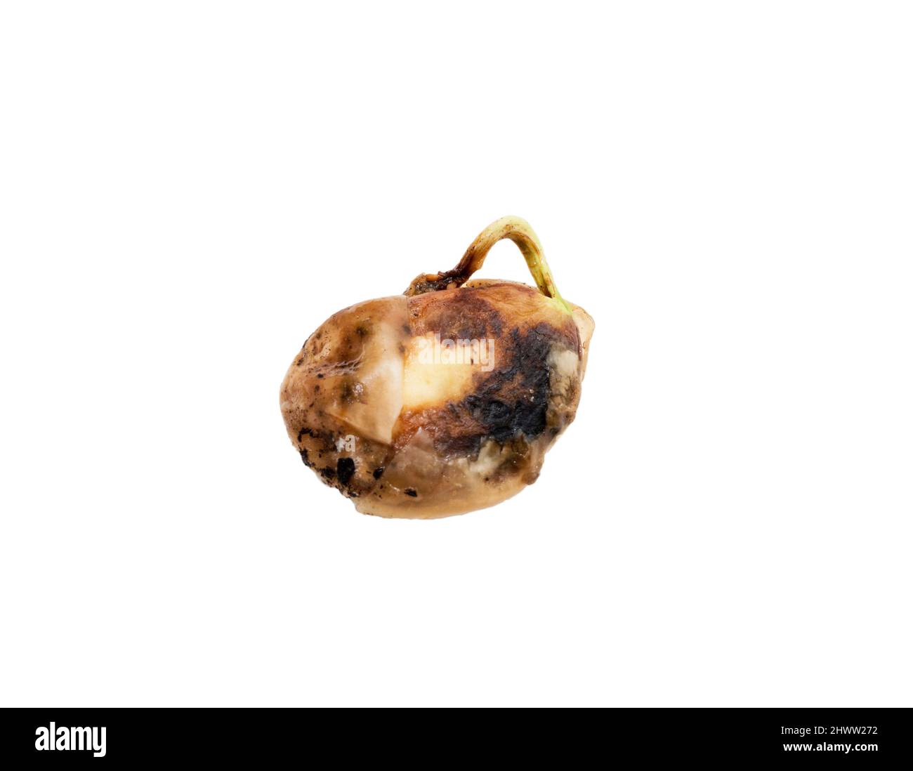 Horizontal shot of a lima bean seed sprout gone bad or rotten isolate on white with copy space. Stock Photo