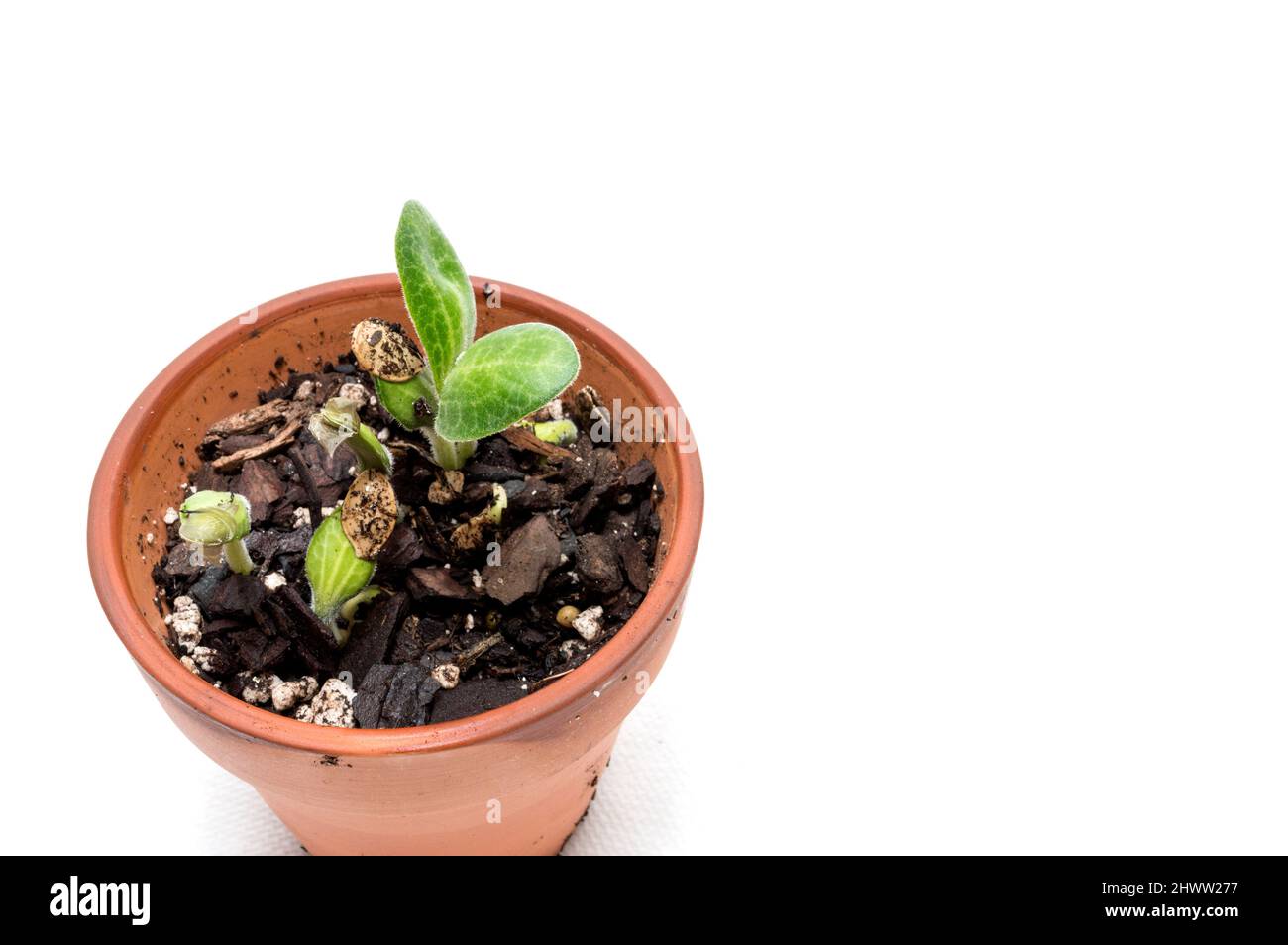 Horizontal shot of squash seed sprouts in a clay pot on a white background with copy space to the right. Stock Photo