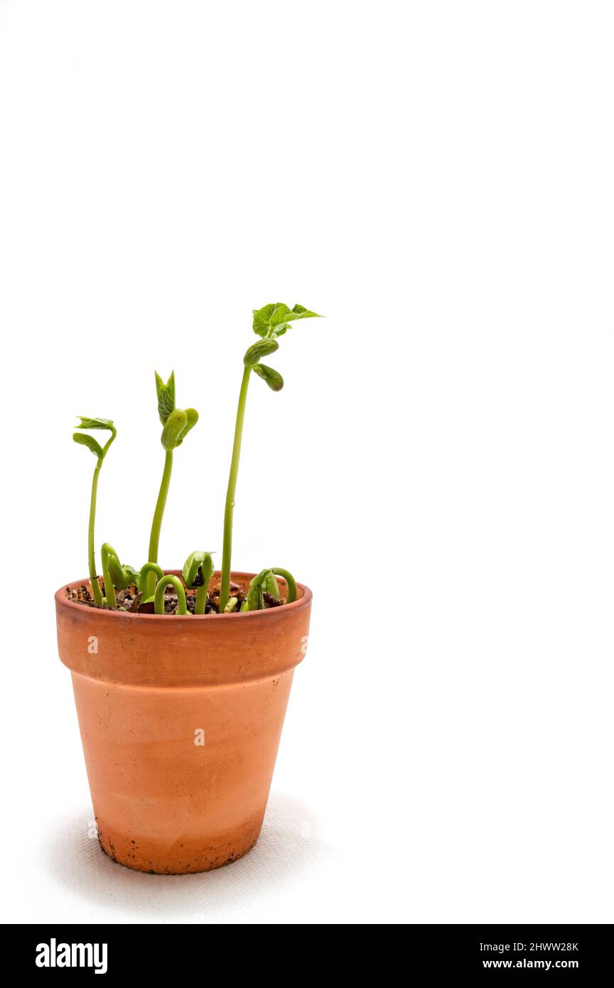 Vertical shot of a bean seed sprout growing sequence on a white background with copy space. Stock Photo