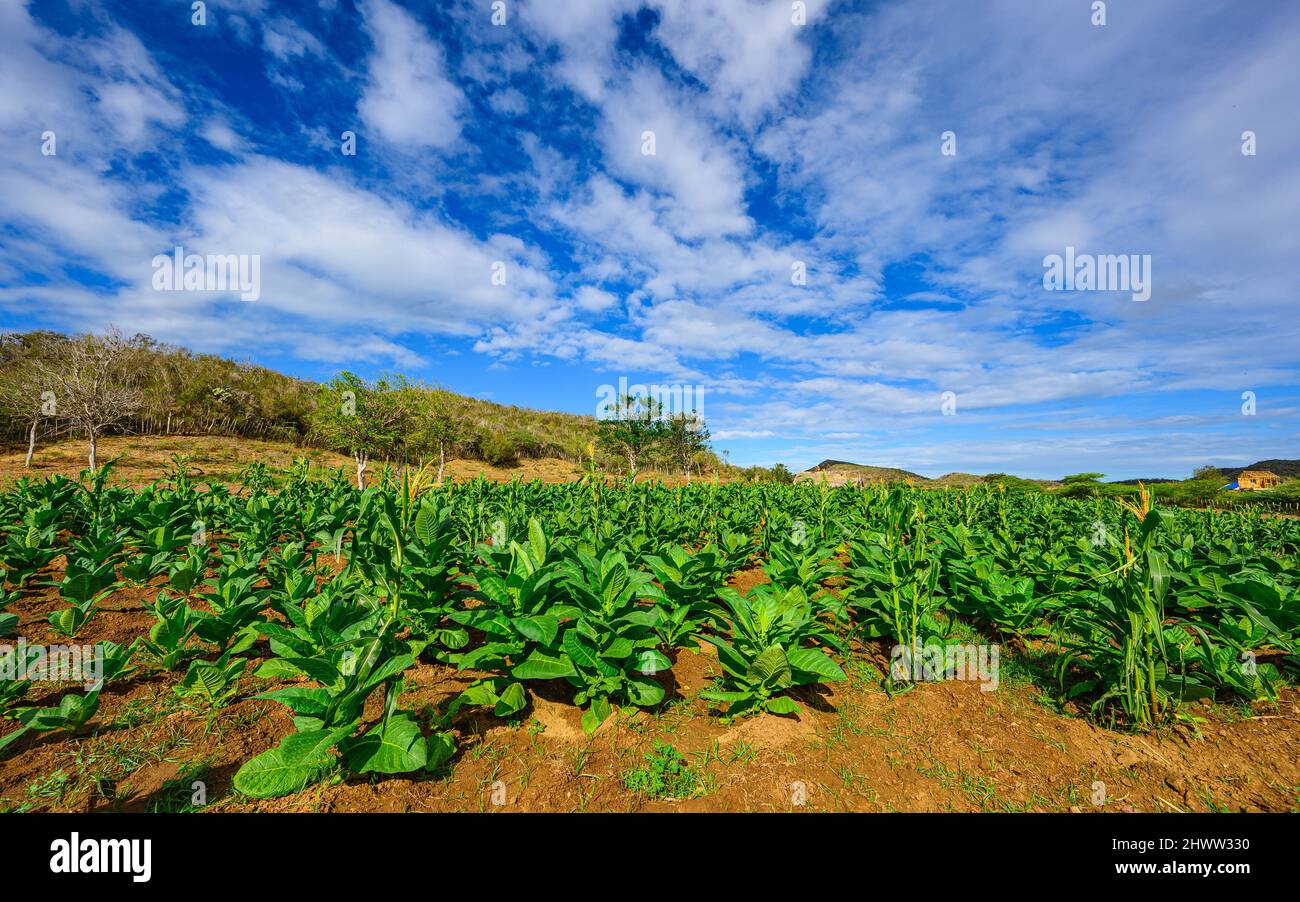 Tobacco plantation in tropical country. Nicotiana field during cultivation in Dominican republic