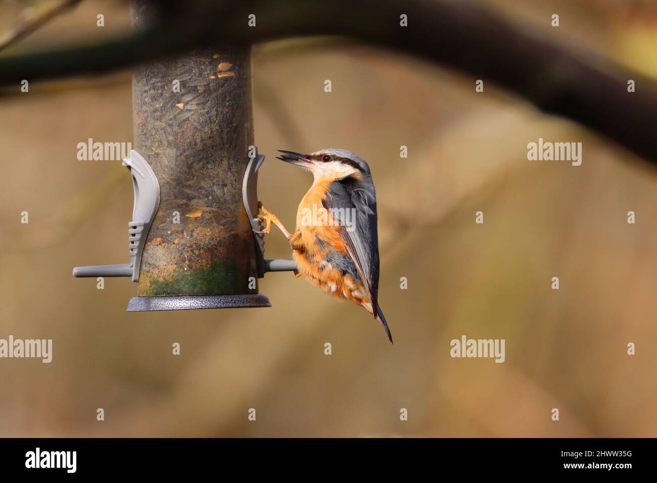 Spring birds hires stock photography and images Alamy