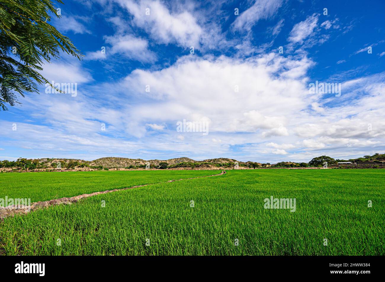 Green grass field cultivation in Dominican Republic. Agriculture field plantation during produce