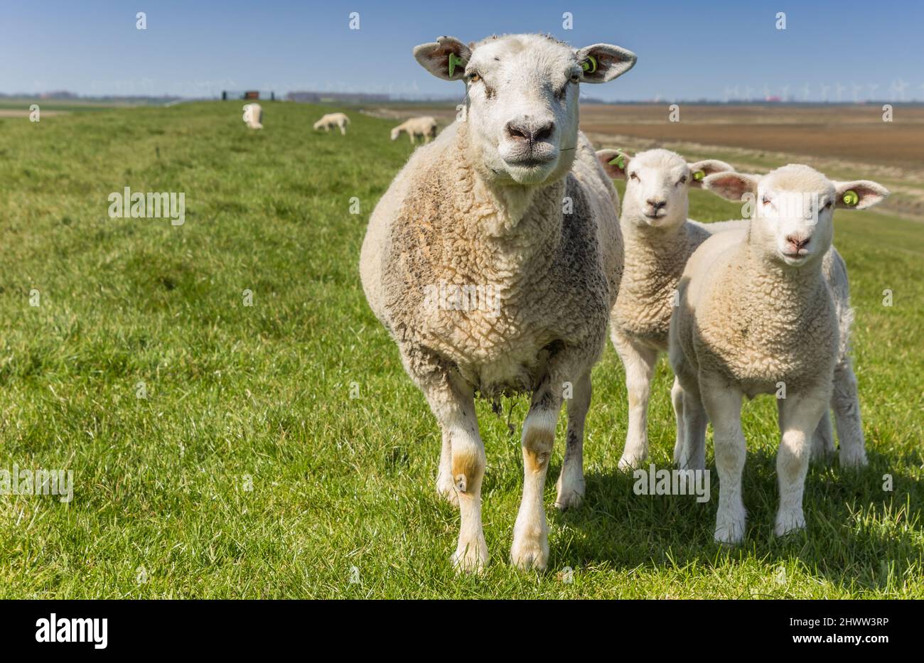 Cute sheep in a field blue sky hi-res stock photography and images - Alamy